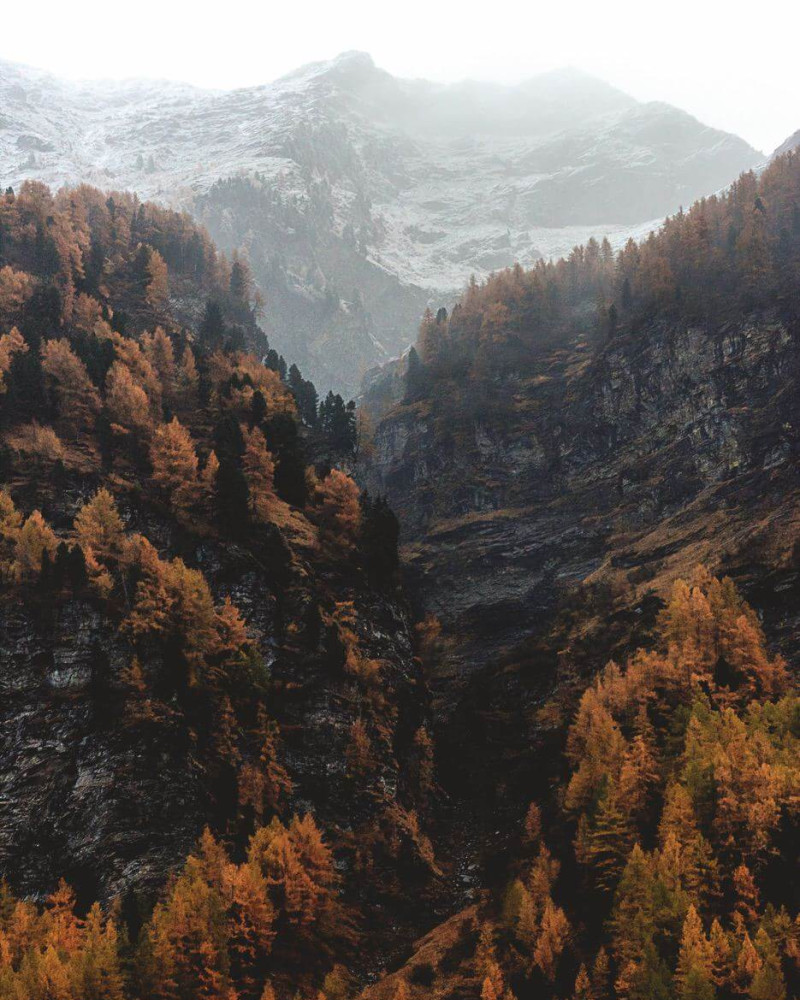 Foggy mountain with a color forest in the foreground